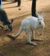albino.jpg (64623 bytes)