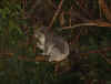 koala1.jpg (82205 bytes)