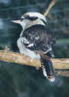 kookaburra.jpg (105928 bytes)
