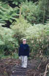 nora_forest.jpg (185601 bytes)